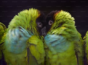 a close up of a group of green birds