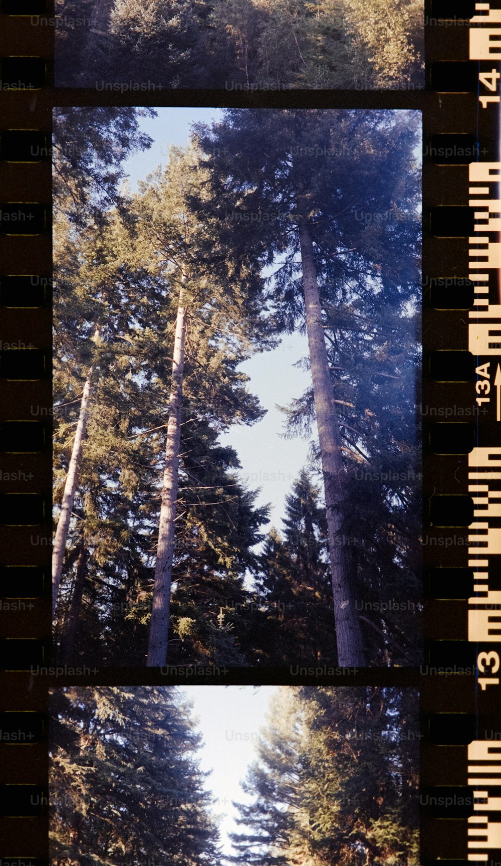 uma série de três fotografias de árvores altas