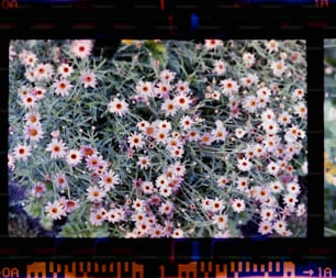 una imagen de un ramo de flores blancas