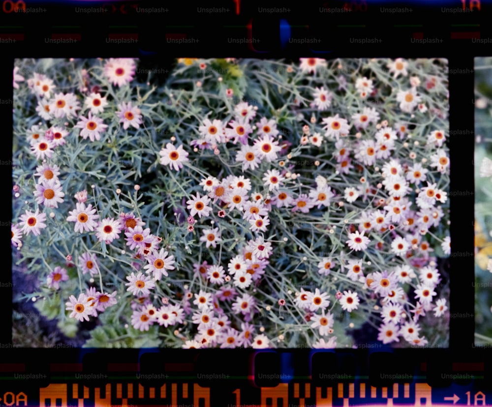uma imagem de um ramo de flores brancas