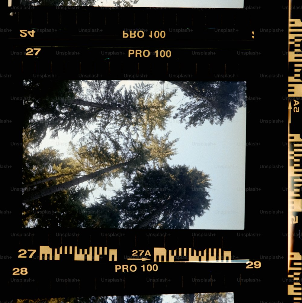 Una foto de un árbol tomada desde el nivel del suelo