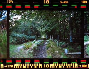 une photo d’un chemin dans les bois