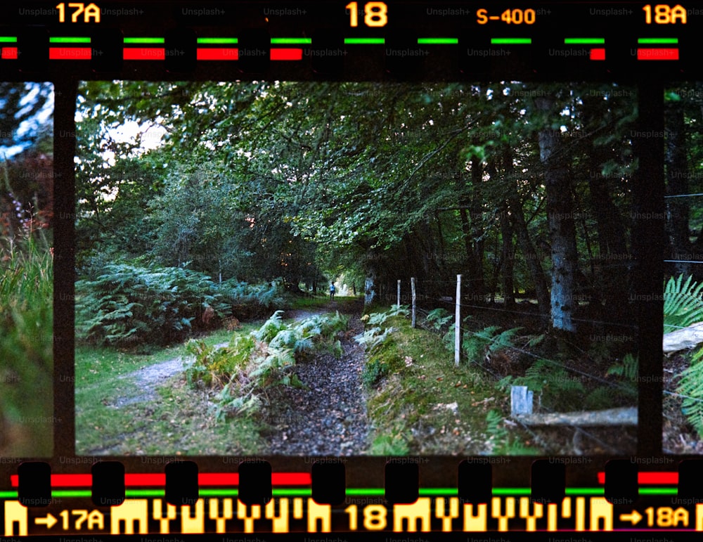 a picture of a path in the woods