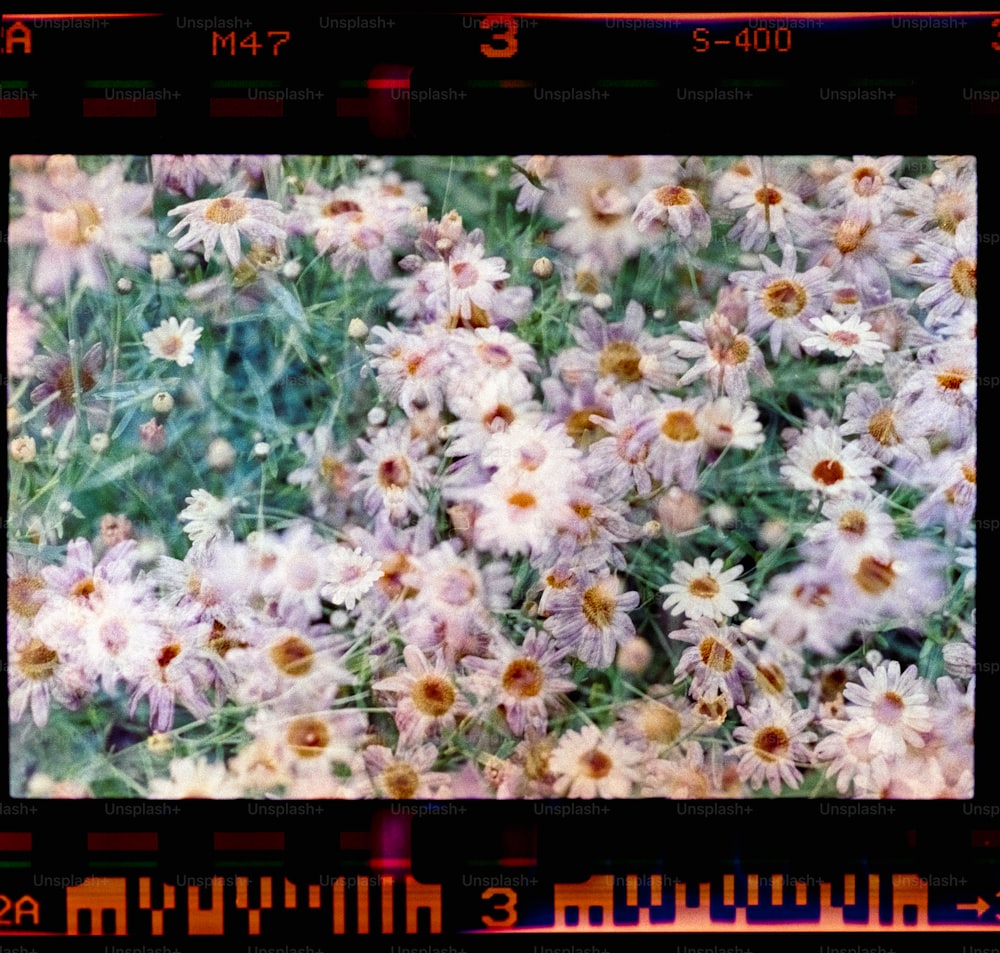 풀밭에있는 꽃 무리