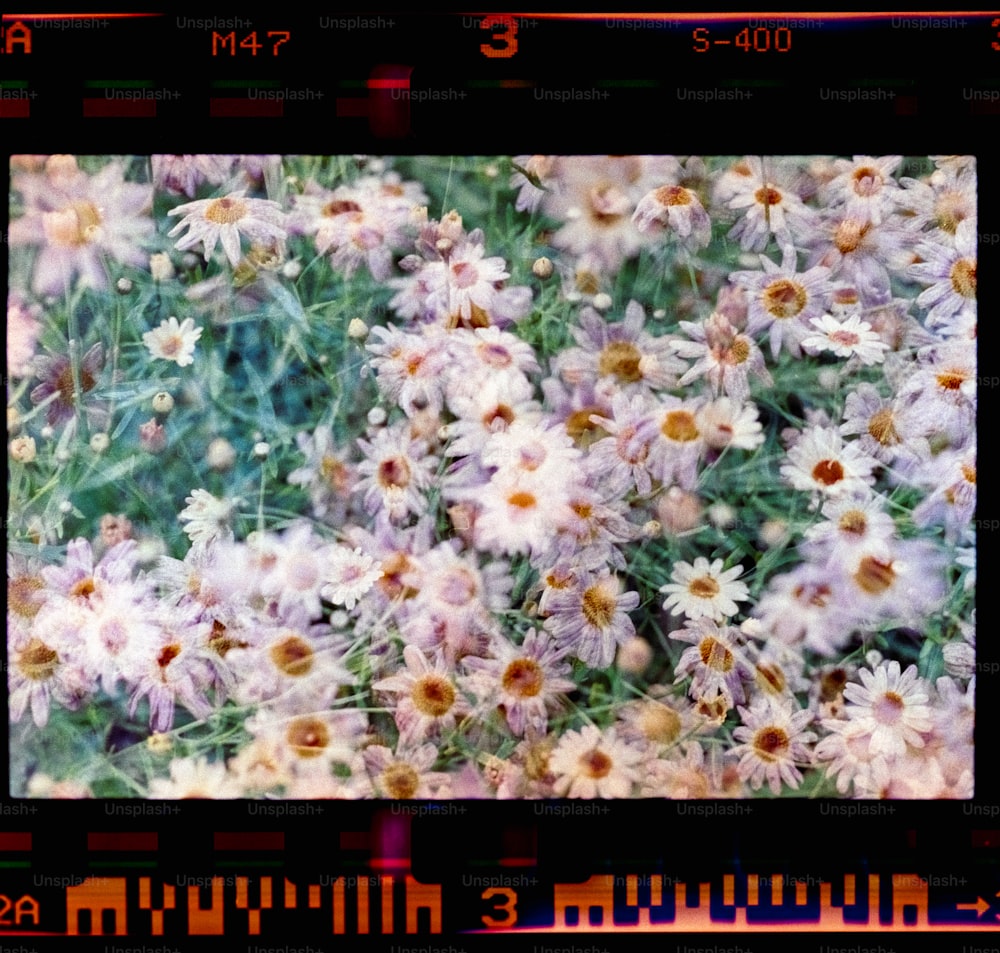 a bunch of flowers that are in the grass