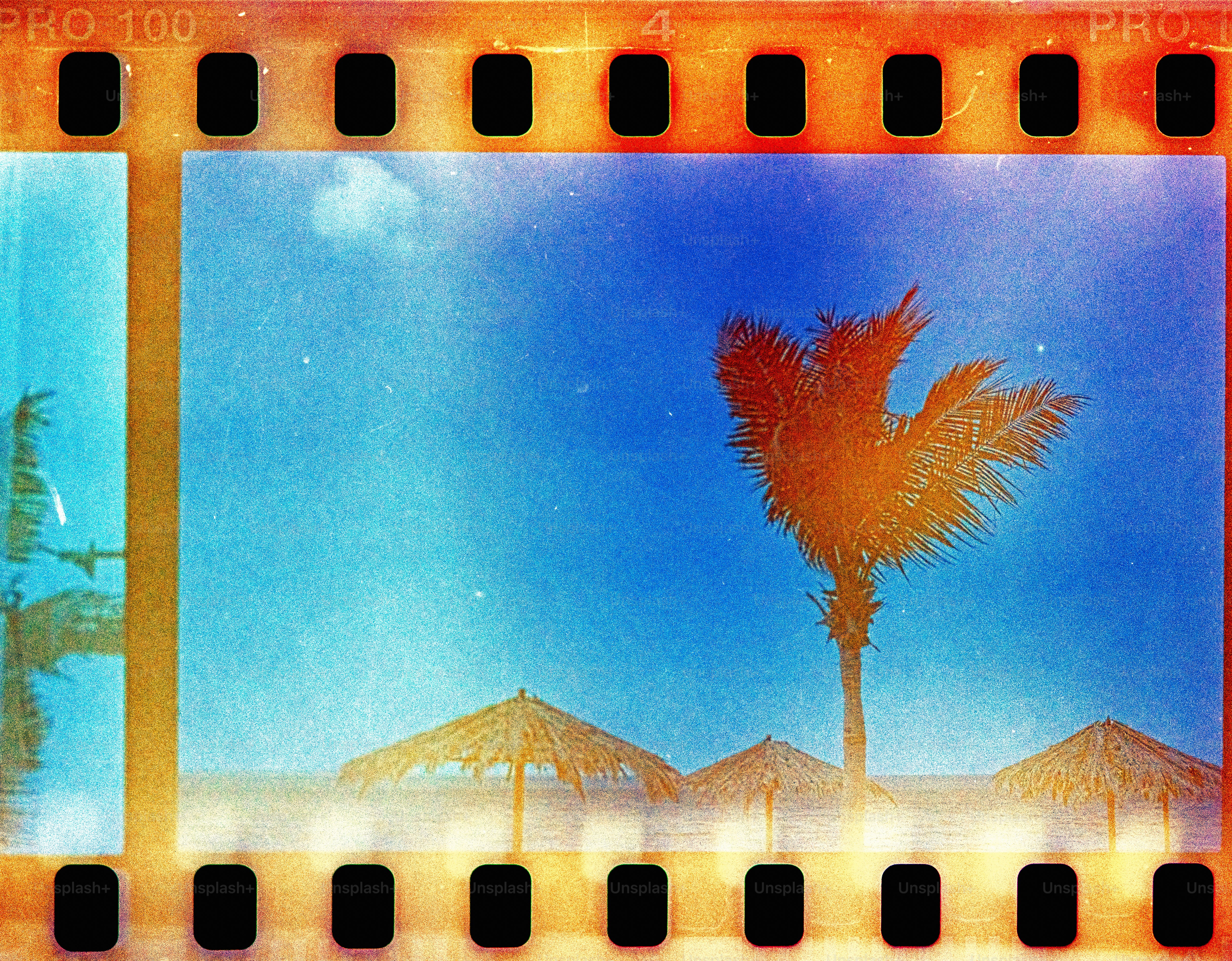 a film strip with a picture of a palm tree