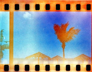 uma tira de filme com uma imagem de uma palmeira
