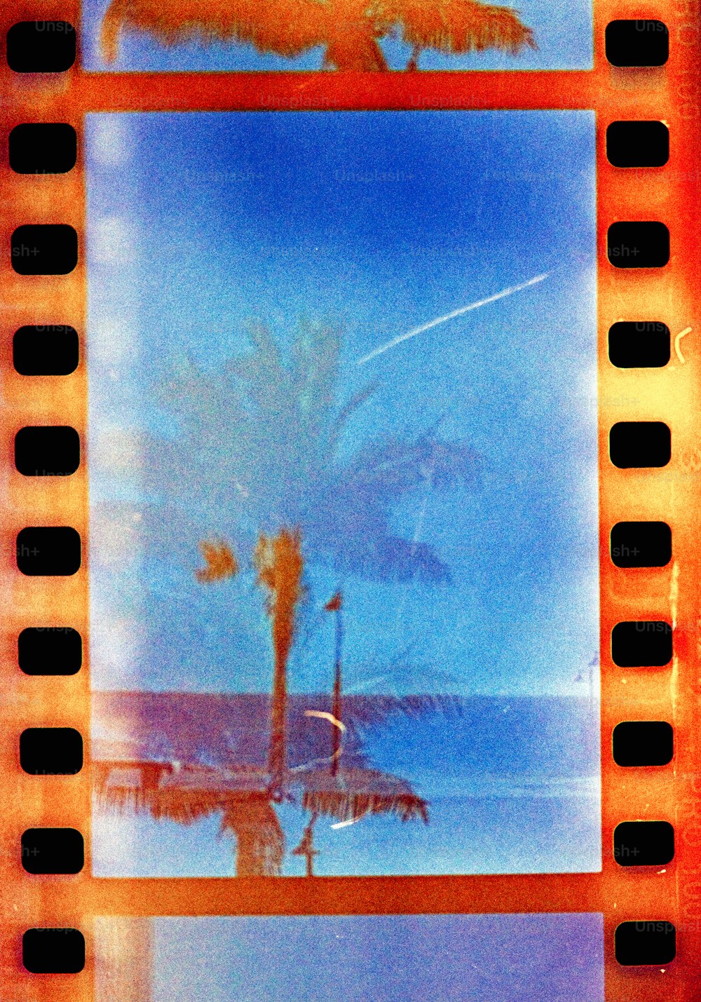 a film strip with a picture of a palm tree