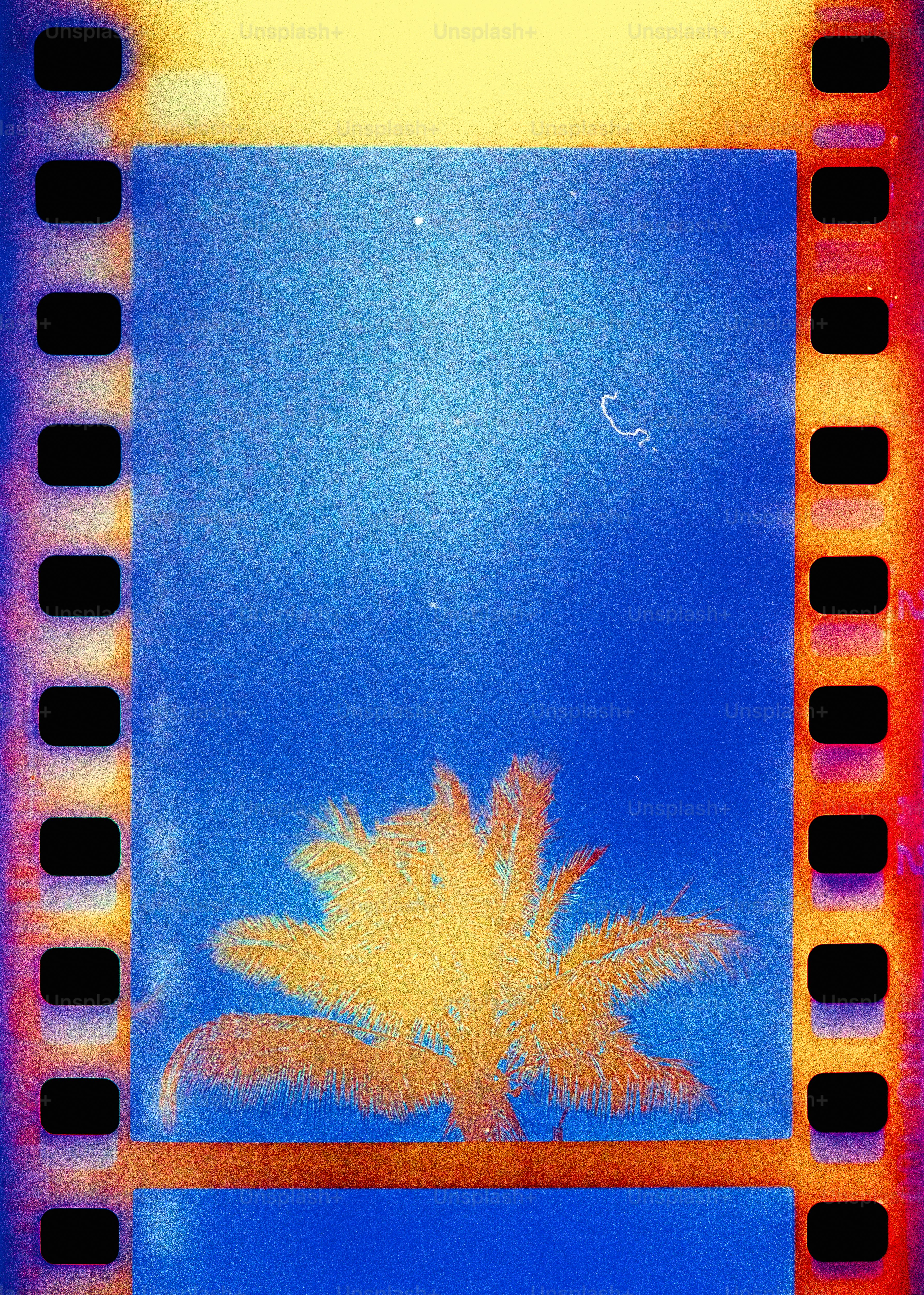 a picture of a palm tree taken through a film strip