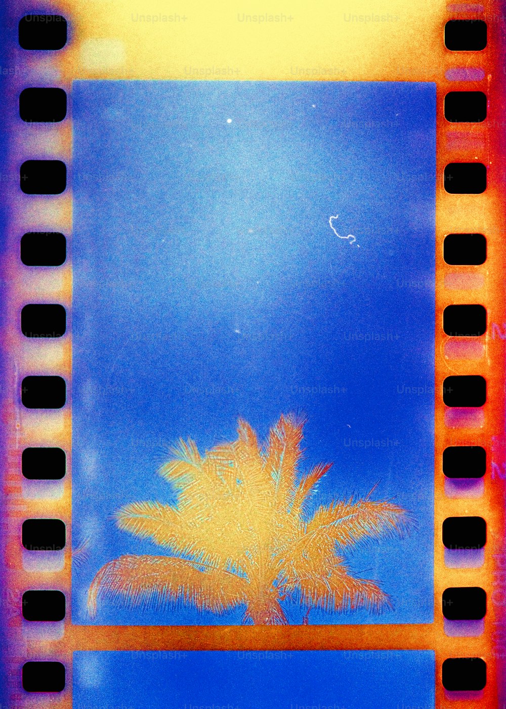 un'immagine di una palma scattata attraverso una striscia di pellicola