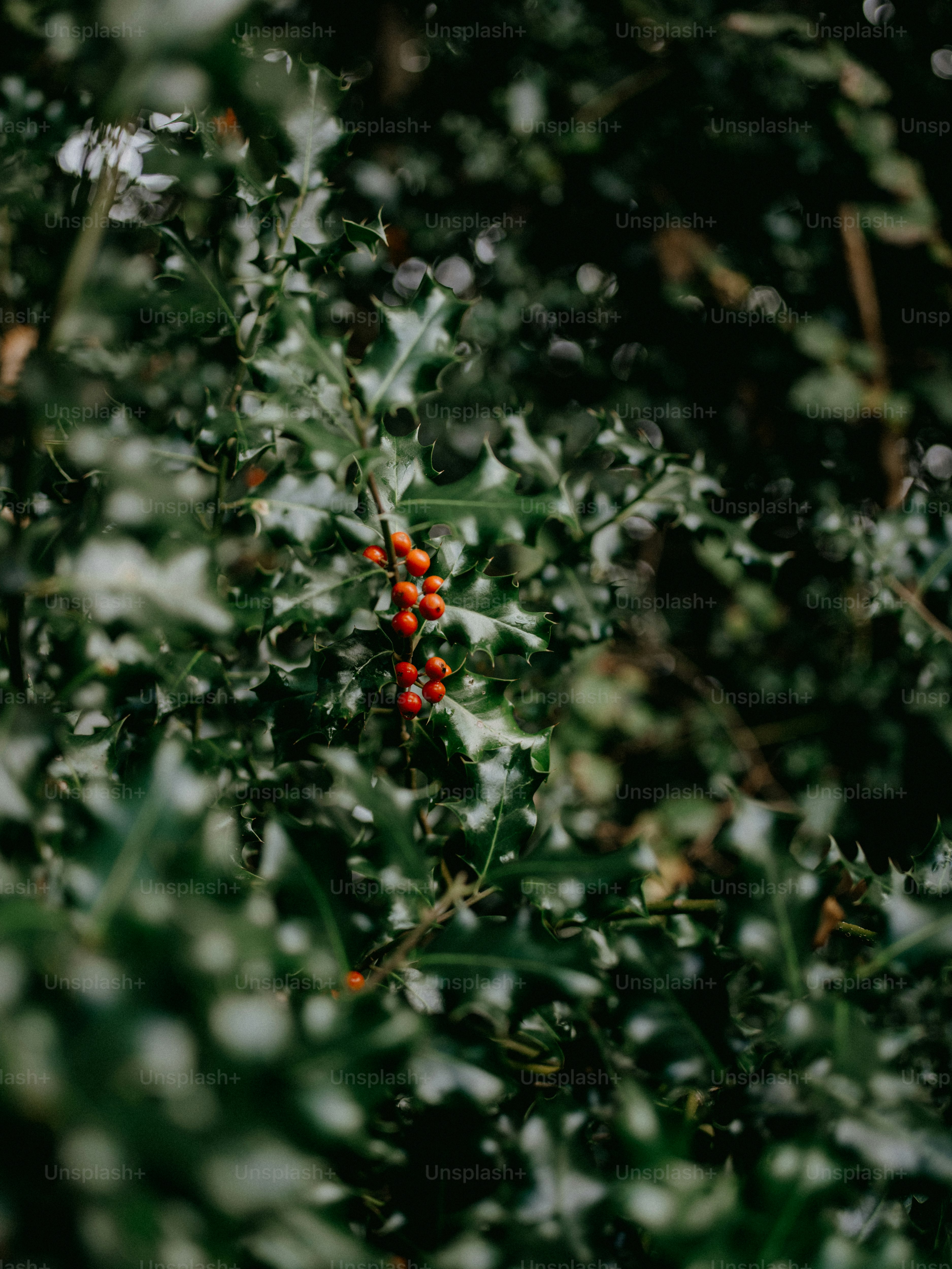 un cespuglio con bacche rosse e foglie verdi