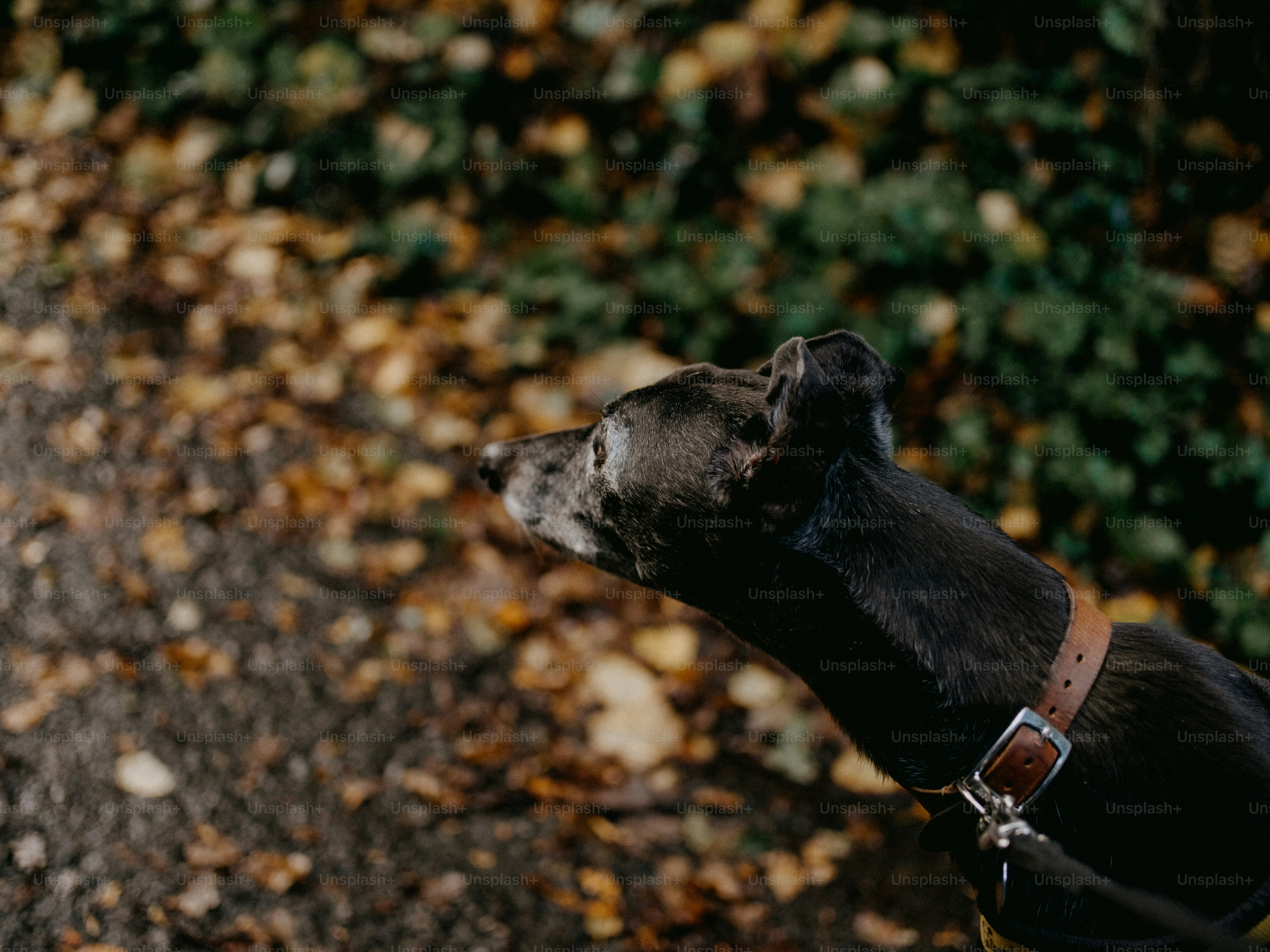 a black dog with a brown collar looking up