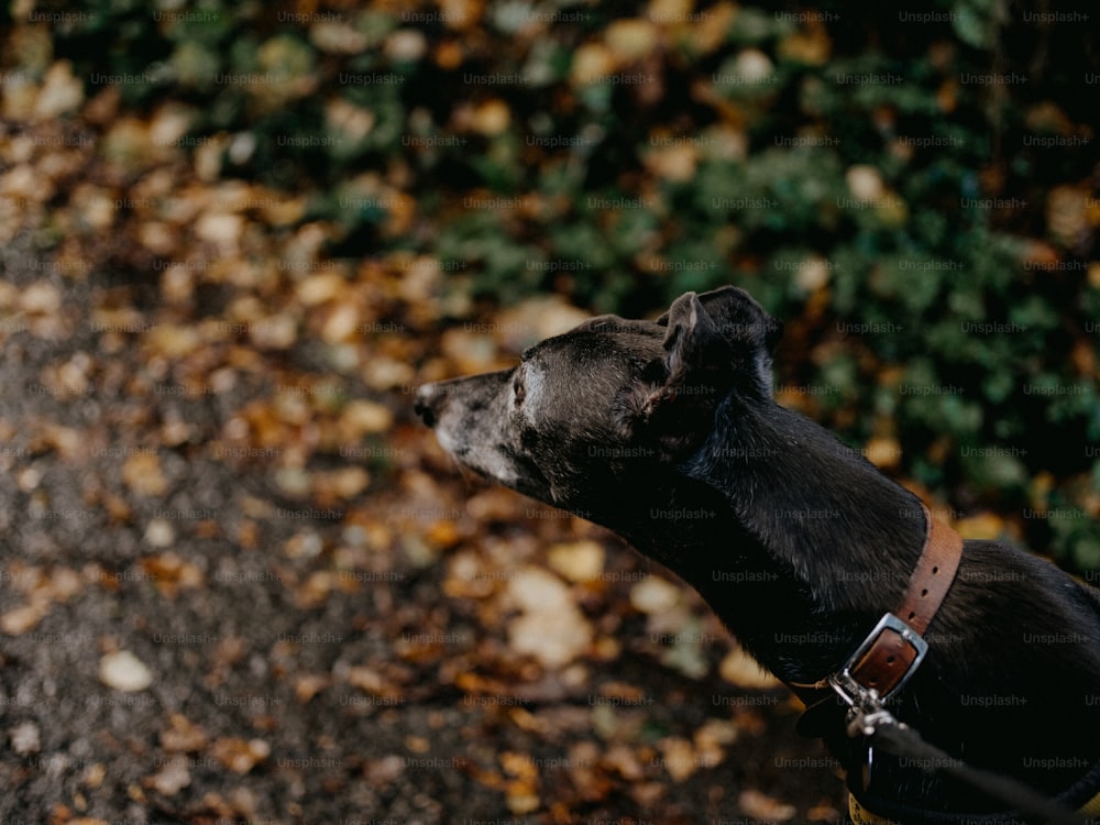 un cane nero con un collare marrone che guarda in alto