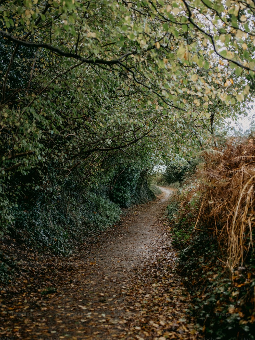 ein Feldweg, umgeben von Bäumen und Blättern