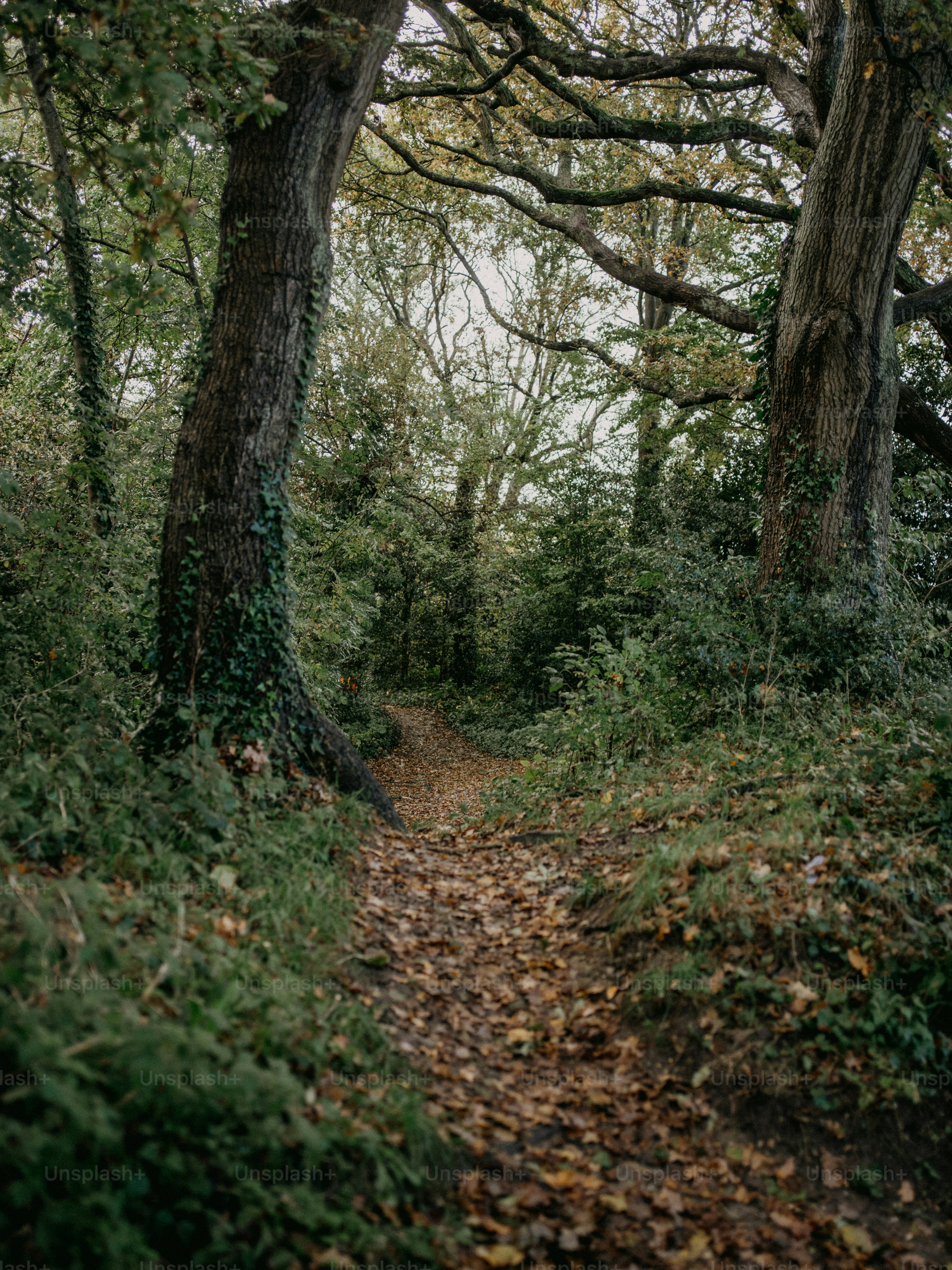 a path in the woods with lots of leaves on the ground