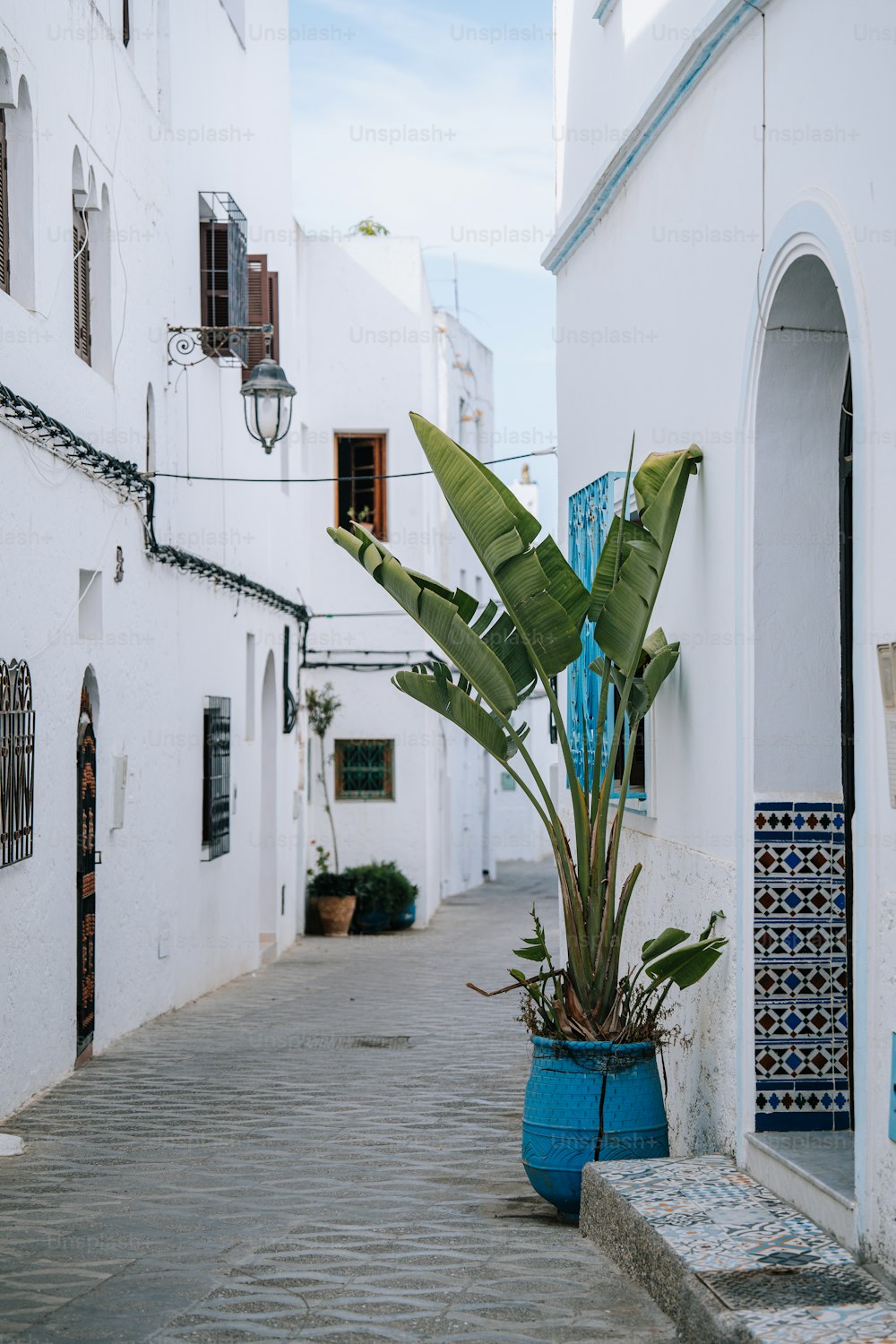 eine blaue Topfpflanze, die an der Seite eines Gebäudes sitzt