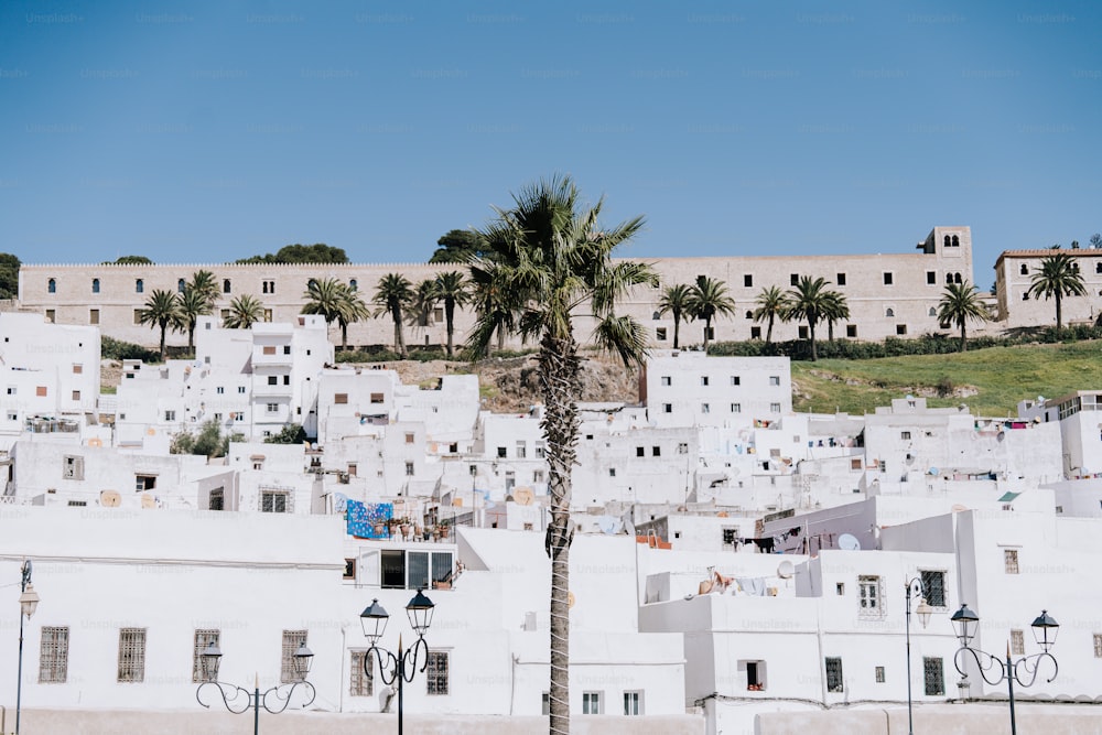 a palm tree in front of a white building