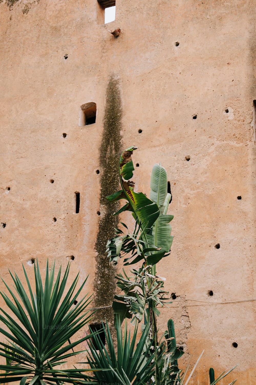 a bird is perched on a tree near a wall