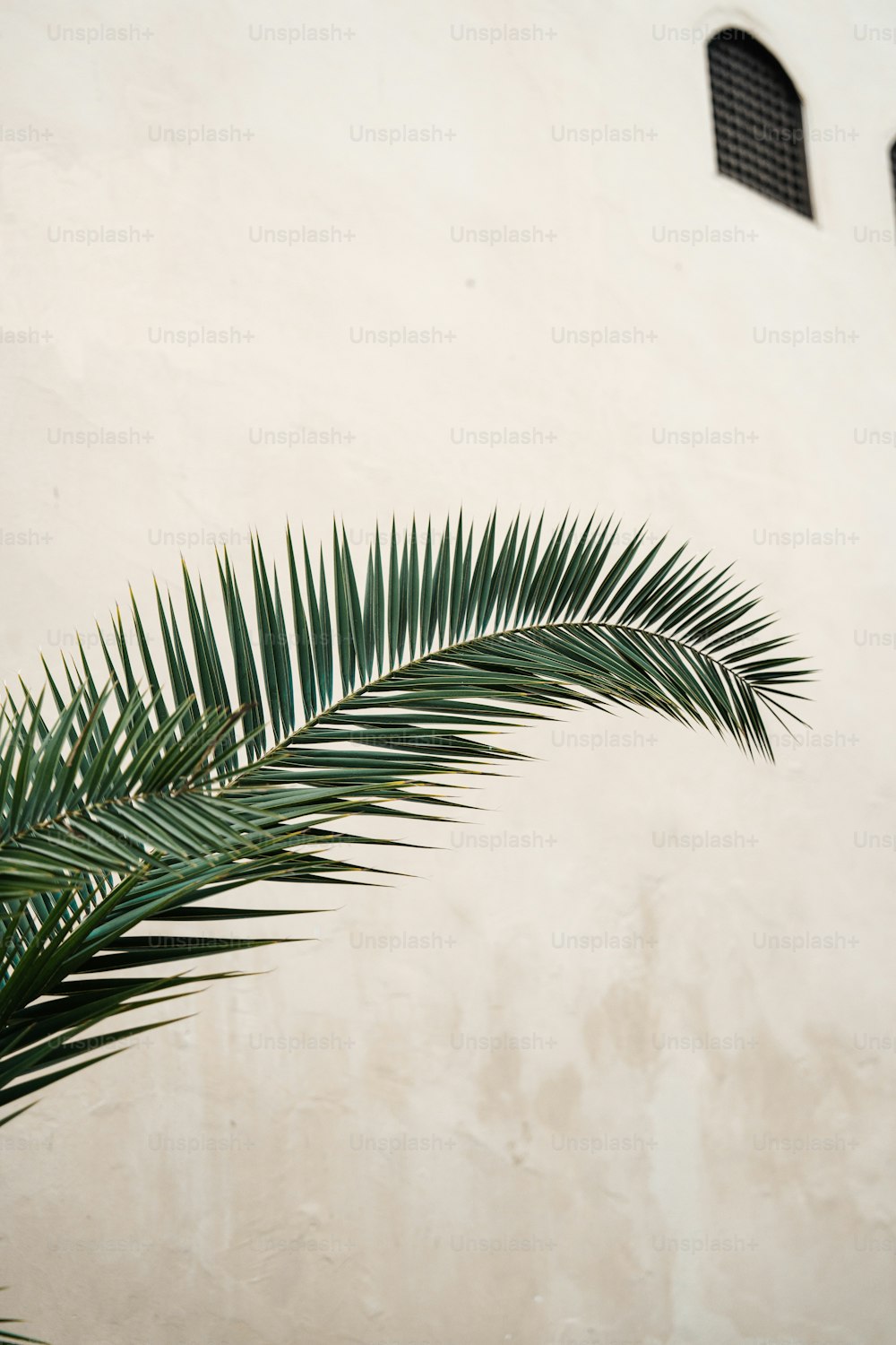 a palm tree is in front of a white wall