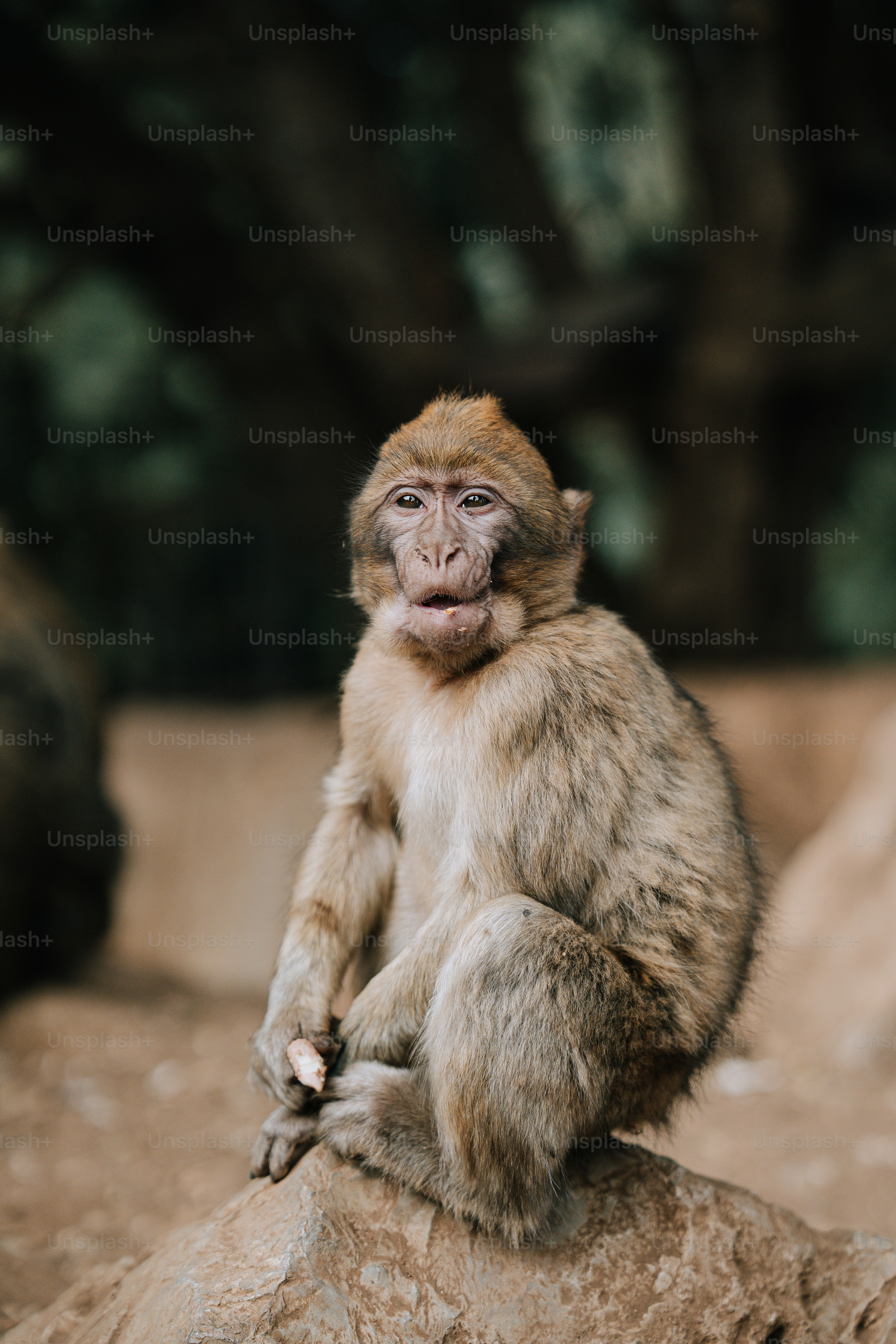 ein kleiner Affe, der auf einem Felsen sitzt