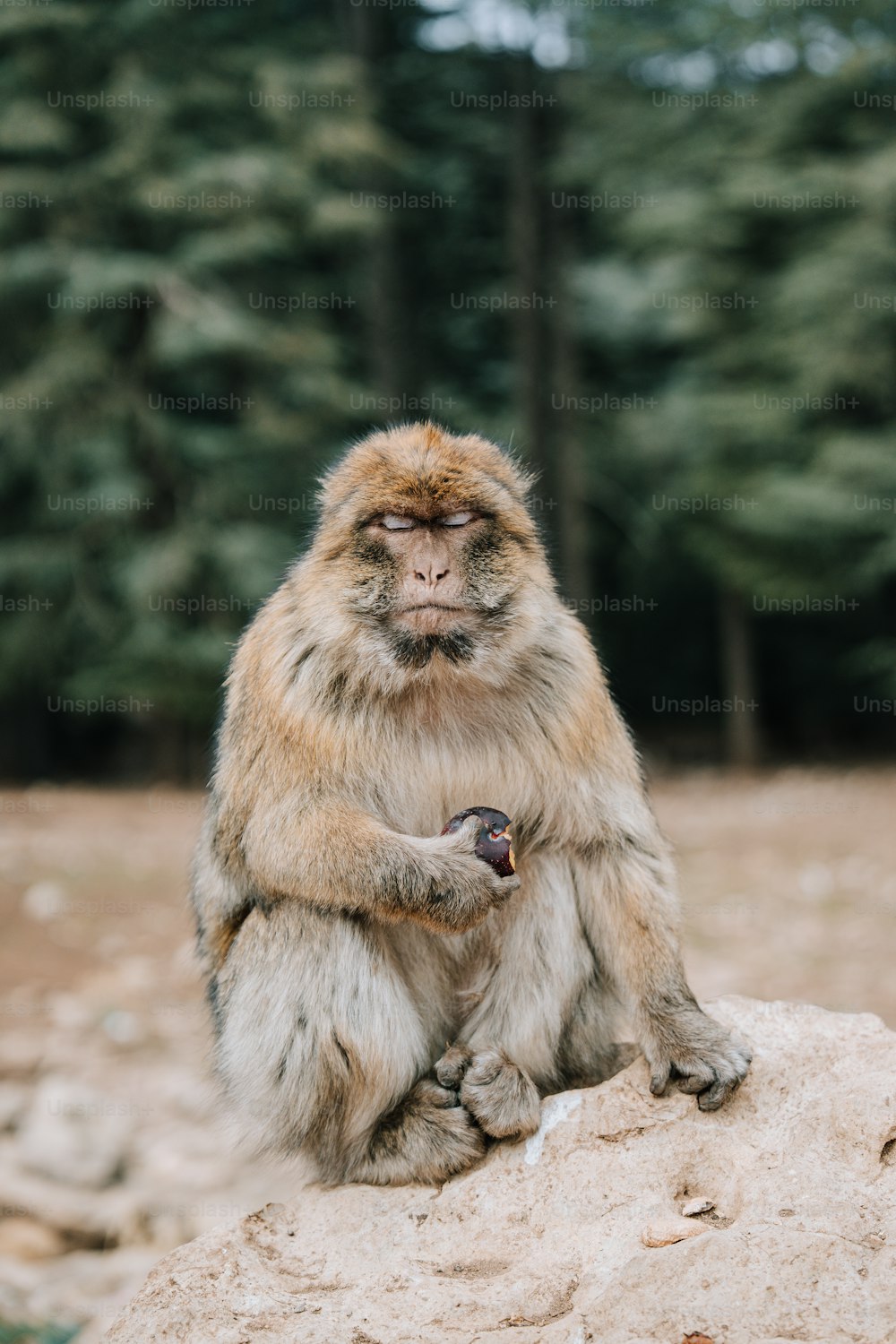 a monkey sitting on top of a rock next to a forest