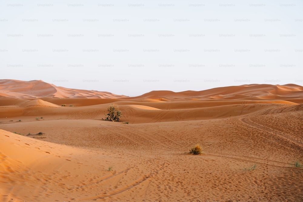 un albero solitario in mezzo a un deserto
