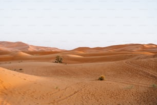 a lone tree in the middle of a desert