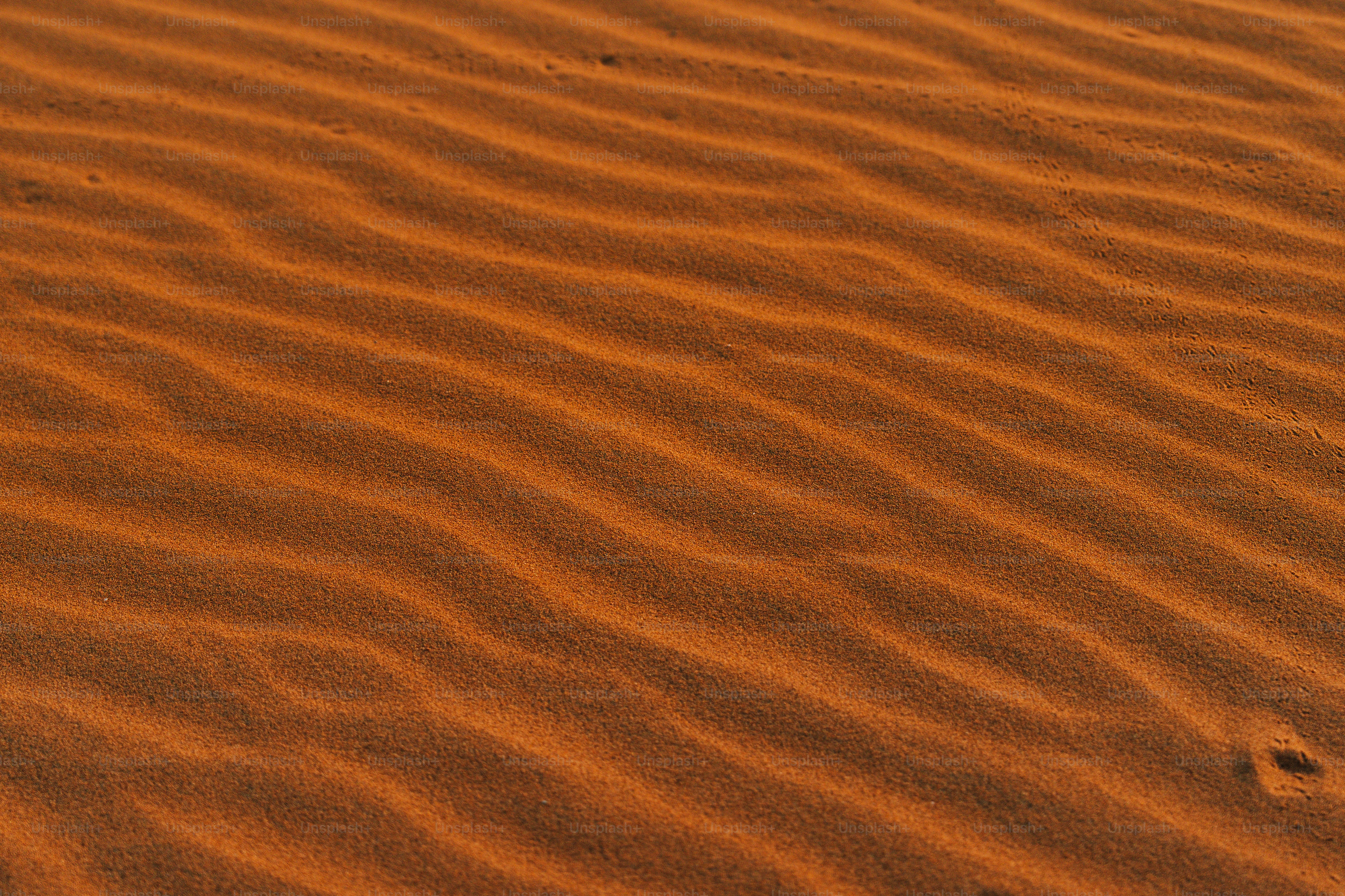 Un pájaro está parado en medio del desierto