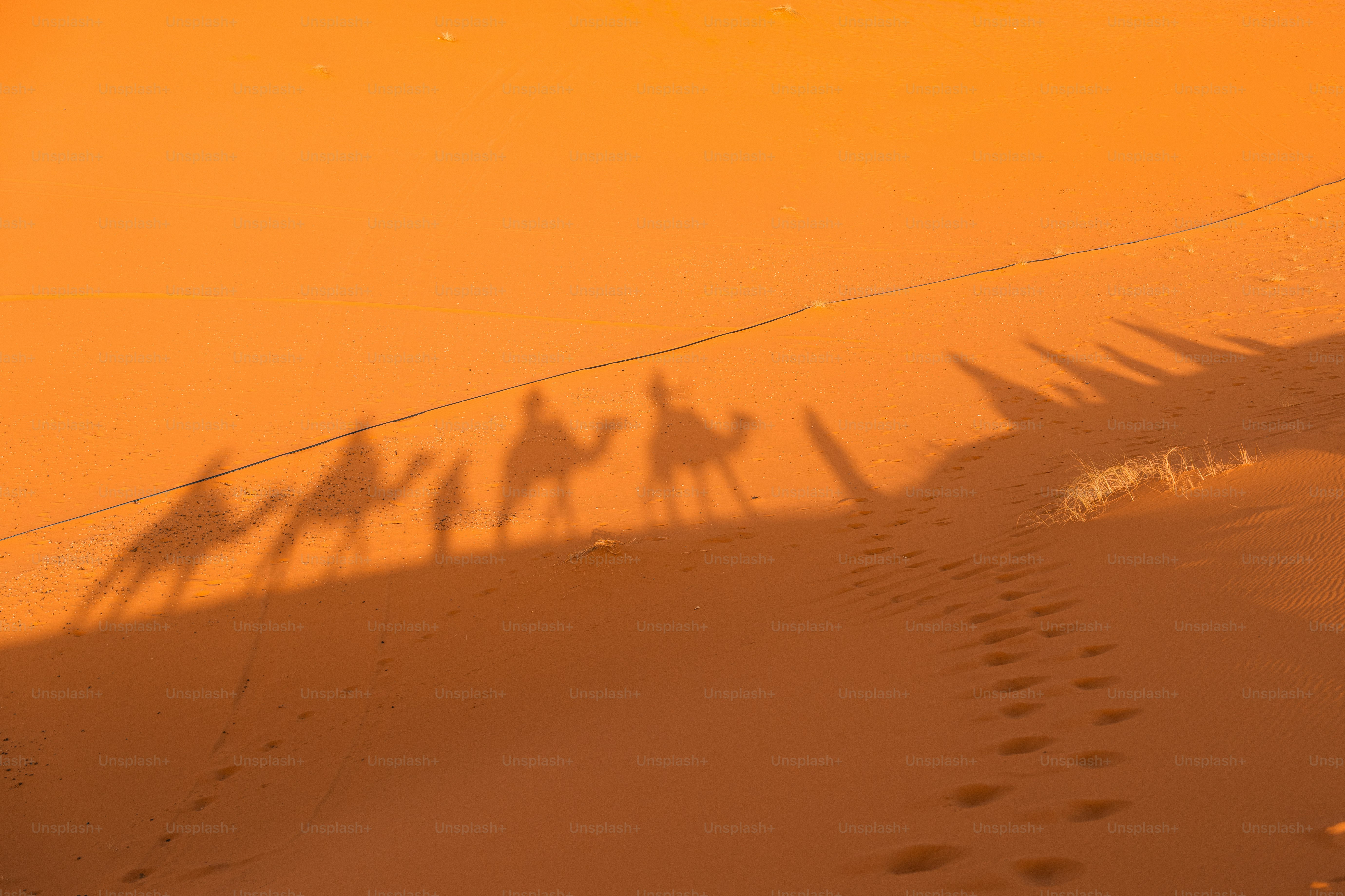a group of people riding camels across a desert