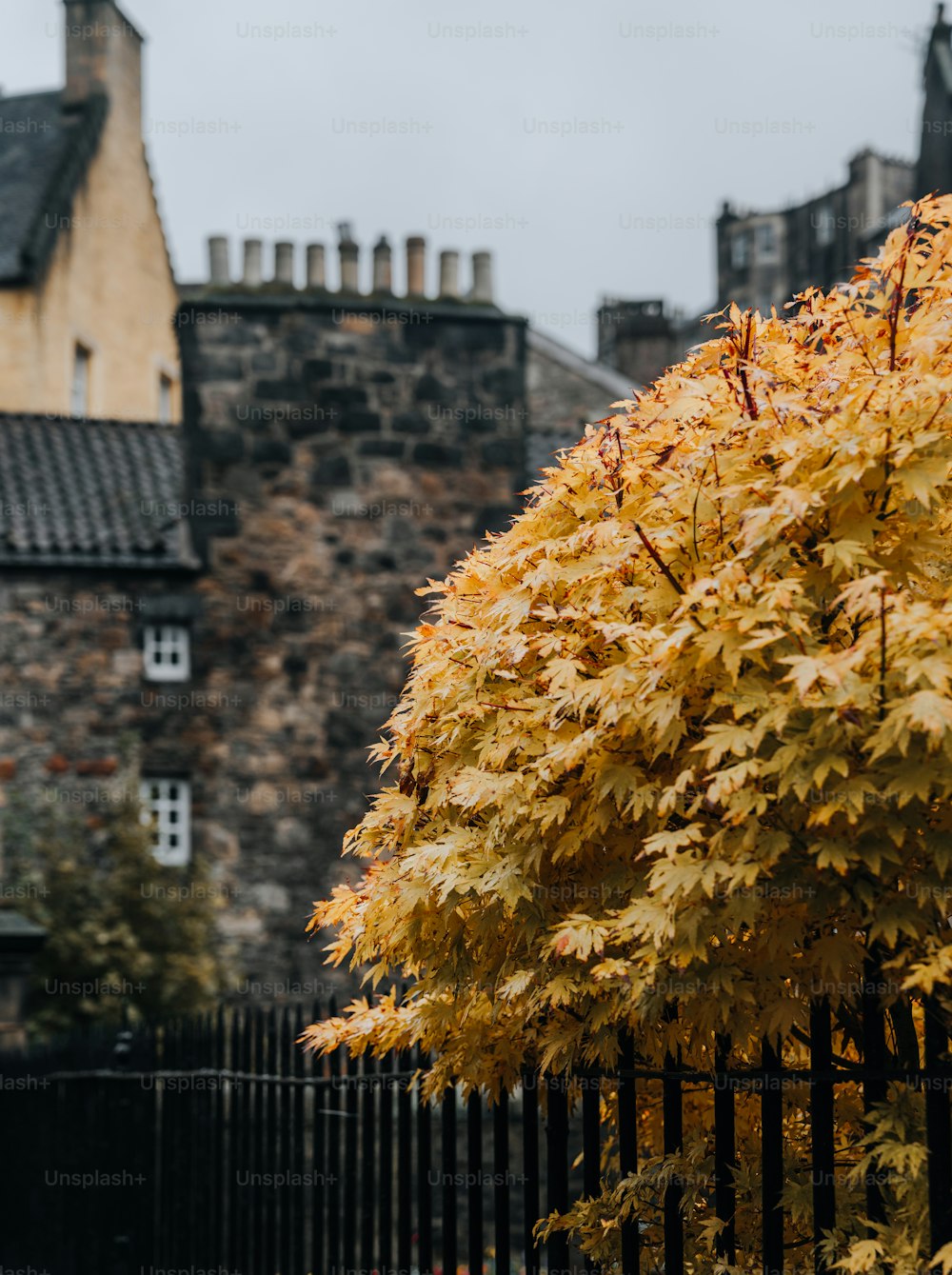 a tree with yellow leaves in front of a building