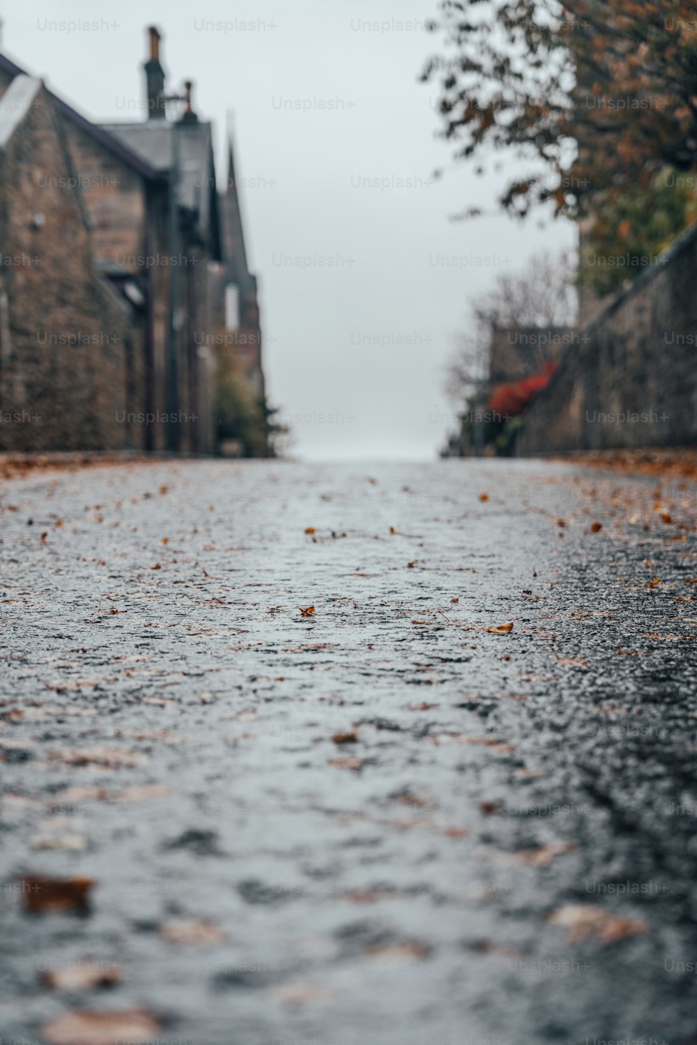 a wet street with houses and trees in the background