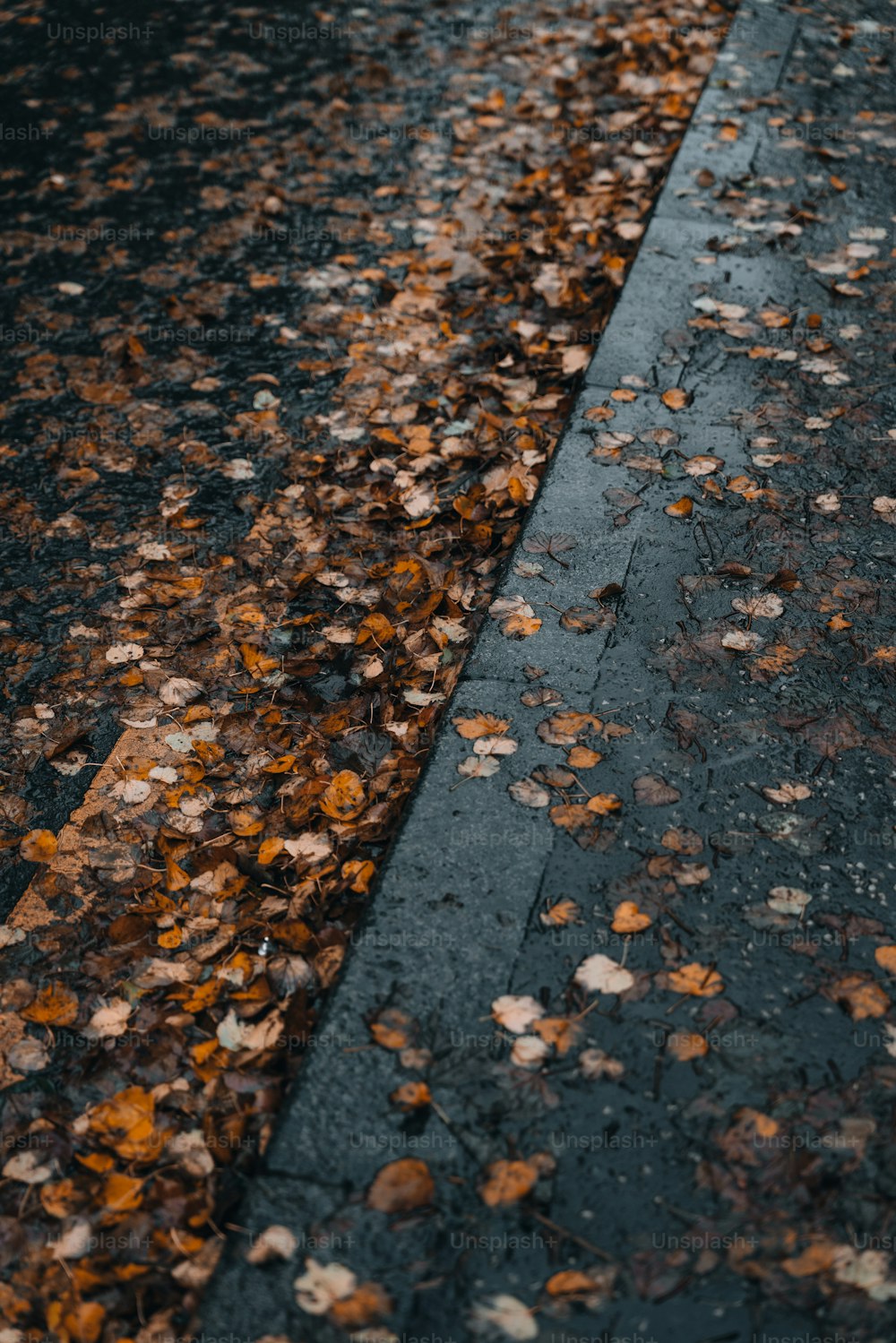 a stop sign sitting on the side of a road covered in leaves