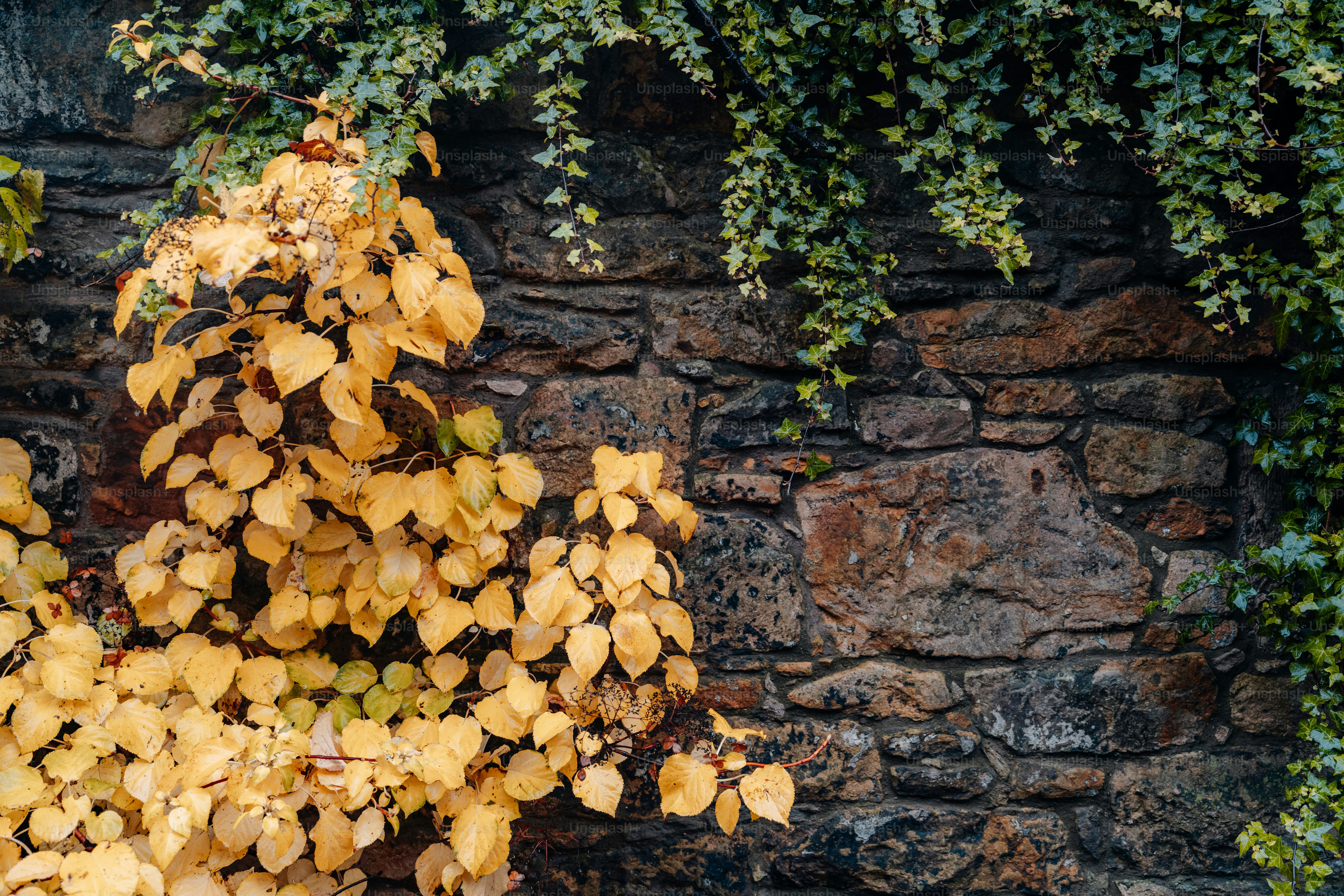 a tree with yellow leaves in front of a brick wall