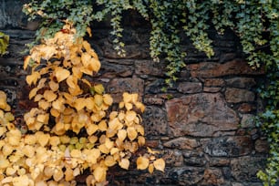 un arbre aux feuilles jaunes devant un mur de briques