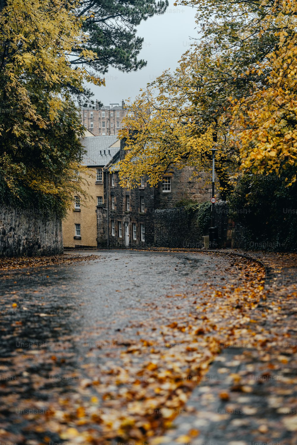 una strada bagnata con un sacco di foglie per terra