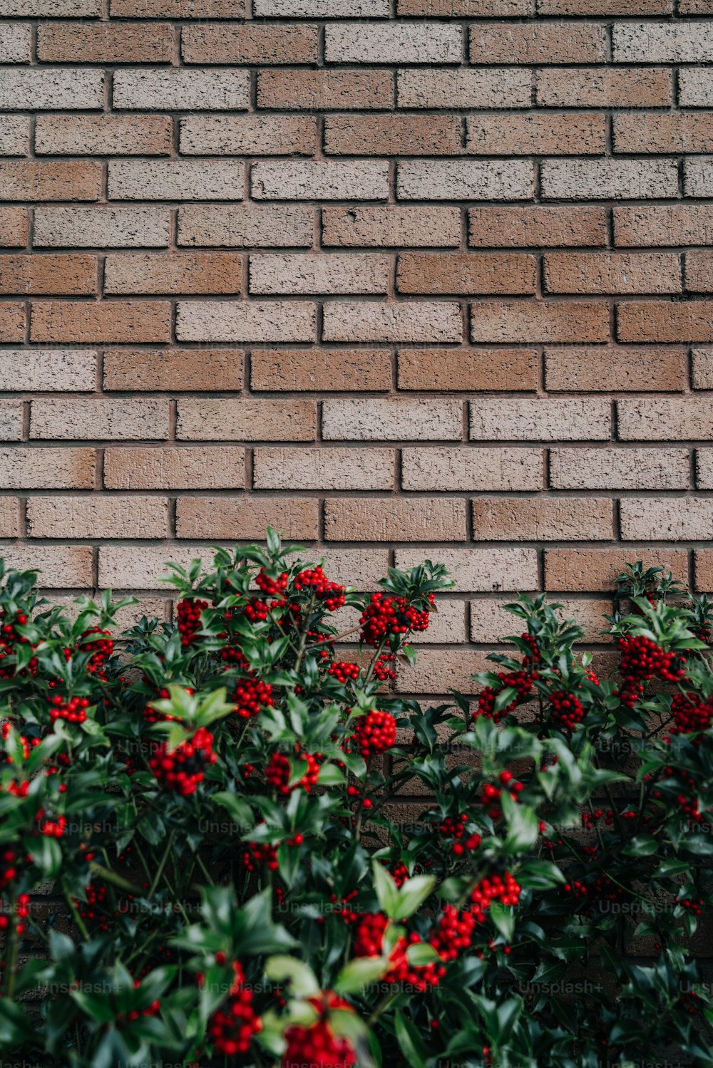 a brick wall with red berries growing on it
