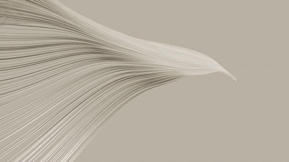 a close up of a white feather on a gray background