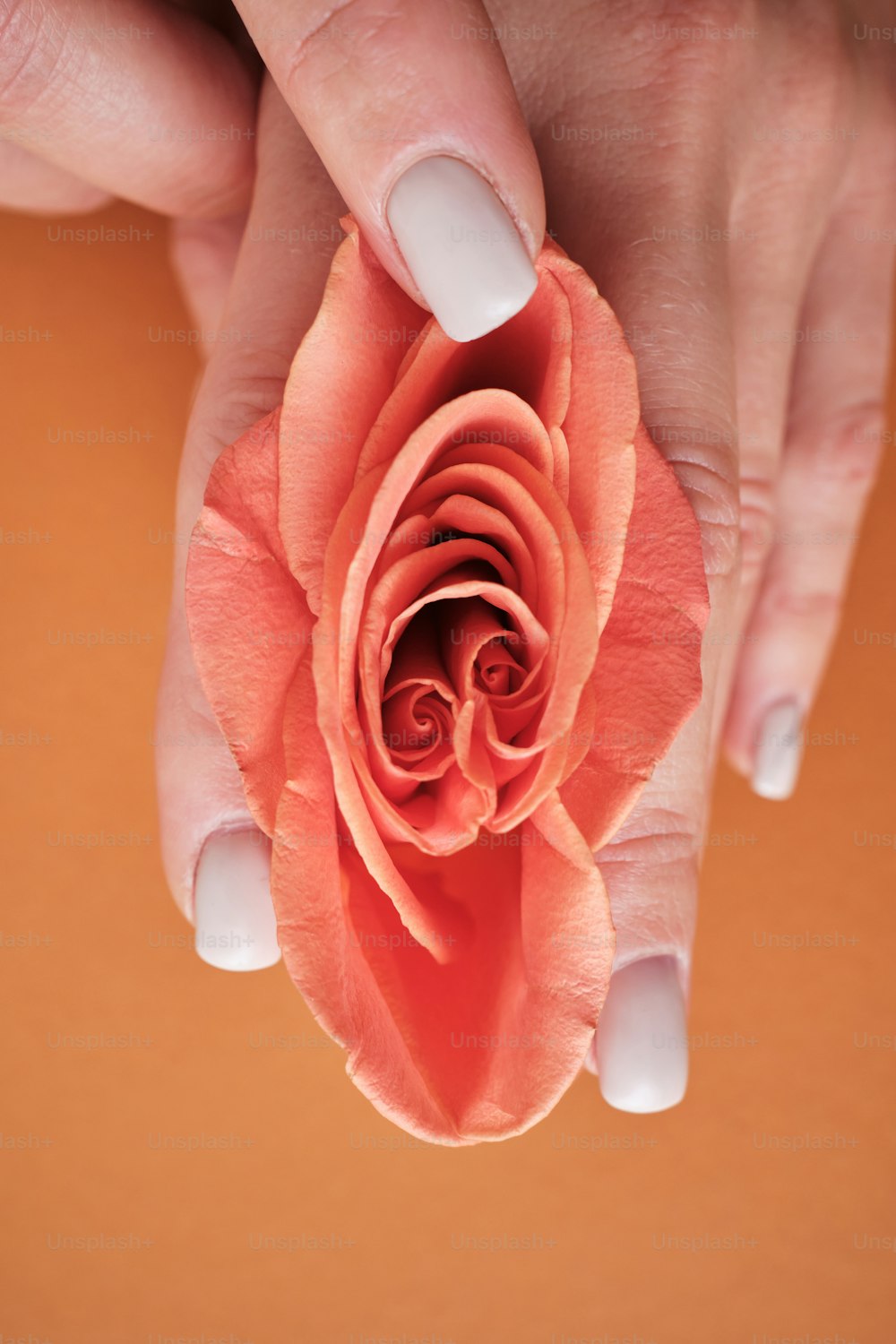 a woman's hands holding a pink flower