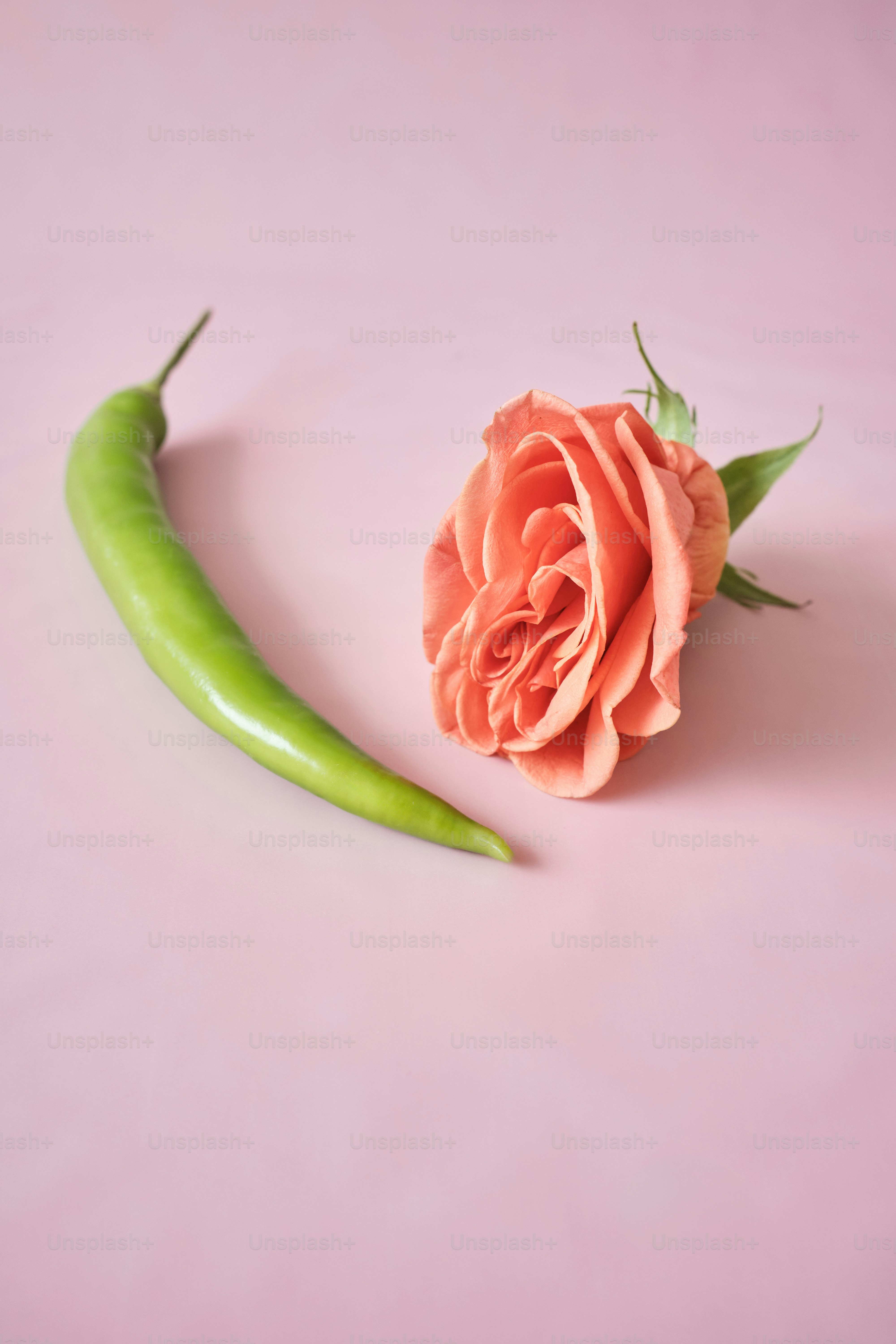 eine Rose und ein grüner Pfeffer auf rosa Hintergrund