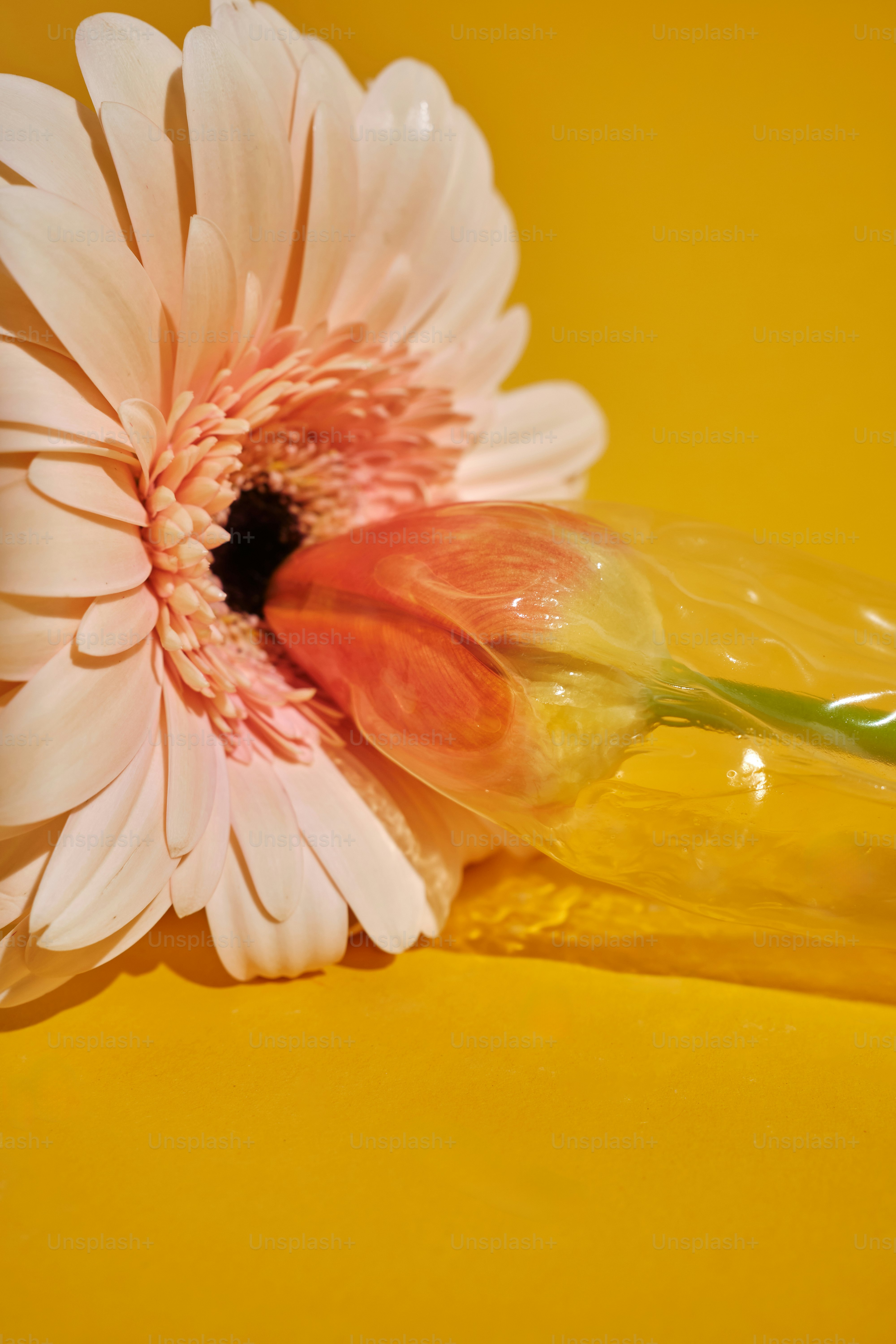 eine rosa Blume sitzt auf einem gelben Tisch