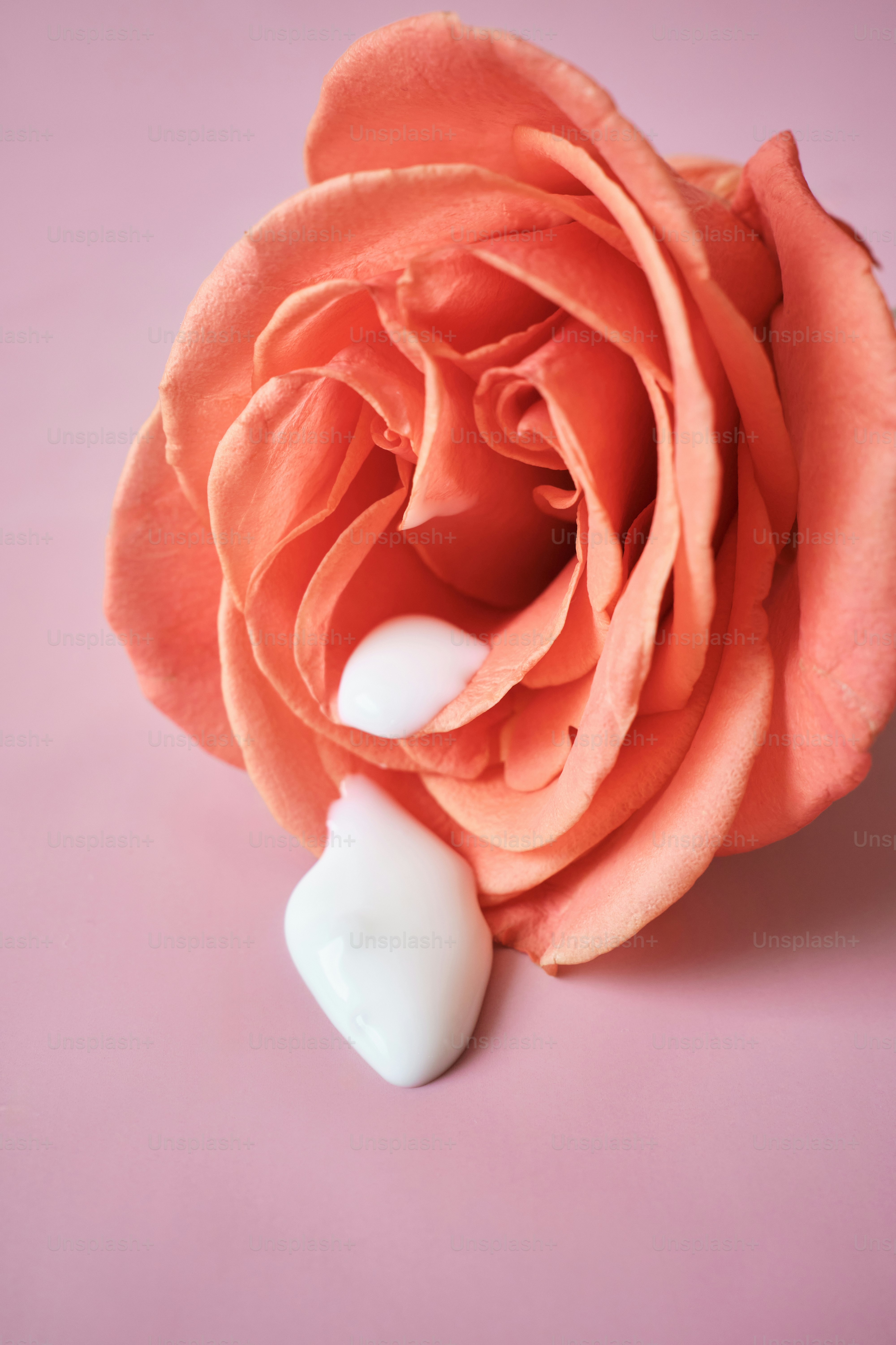 eine rosa Rose mit einem weißen Herz auf rosa Hintergrund