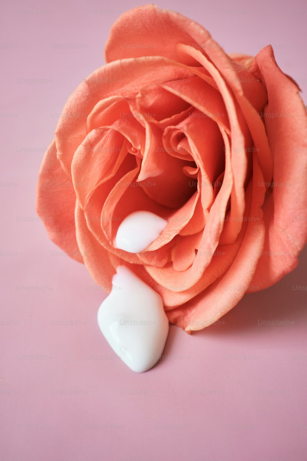 eine rosa Rose mit einem weißen Herz auf rosa Hintergrund
