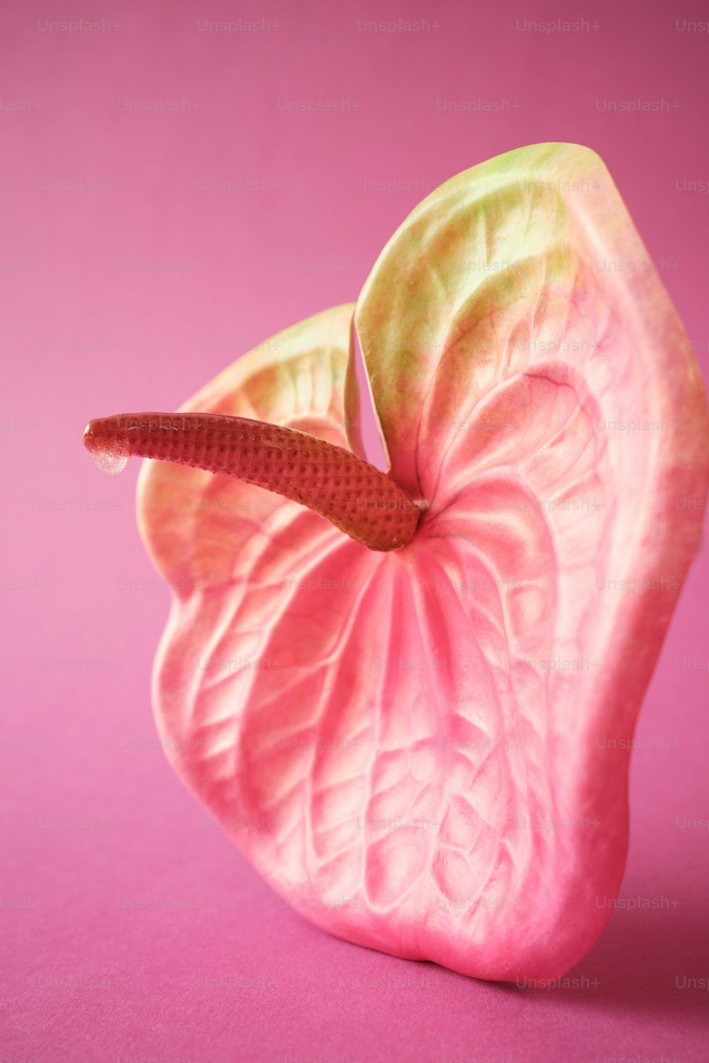 a close up of a pink flower on a pink background