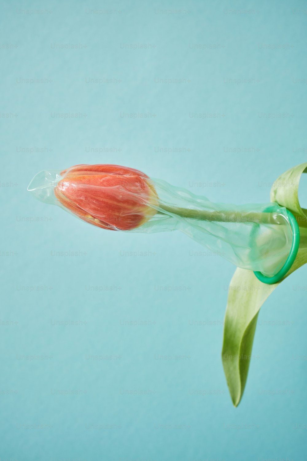 eine einzelne rote Blume mit einem grünen Stiel