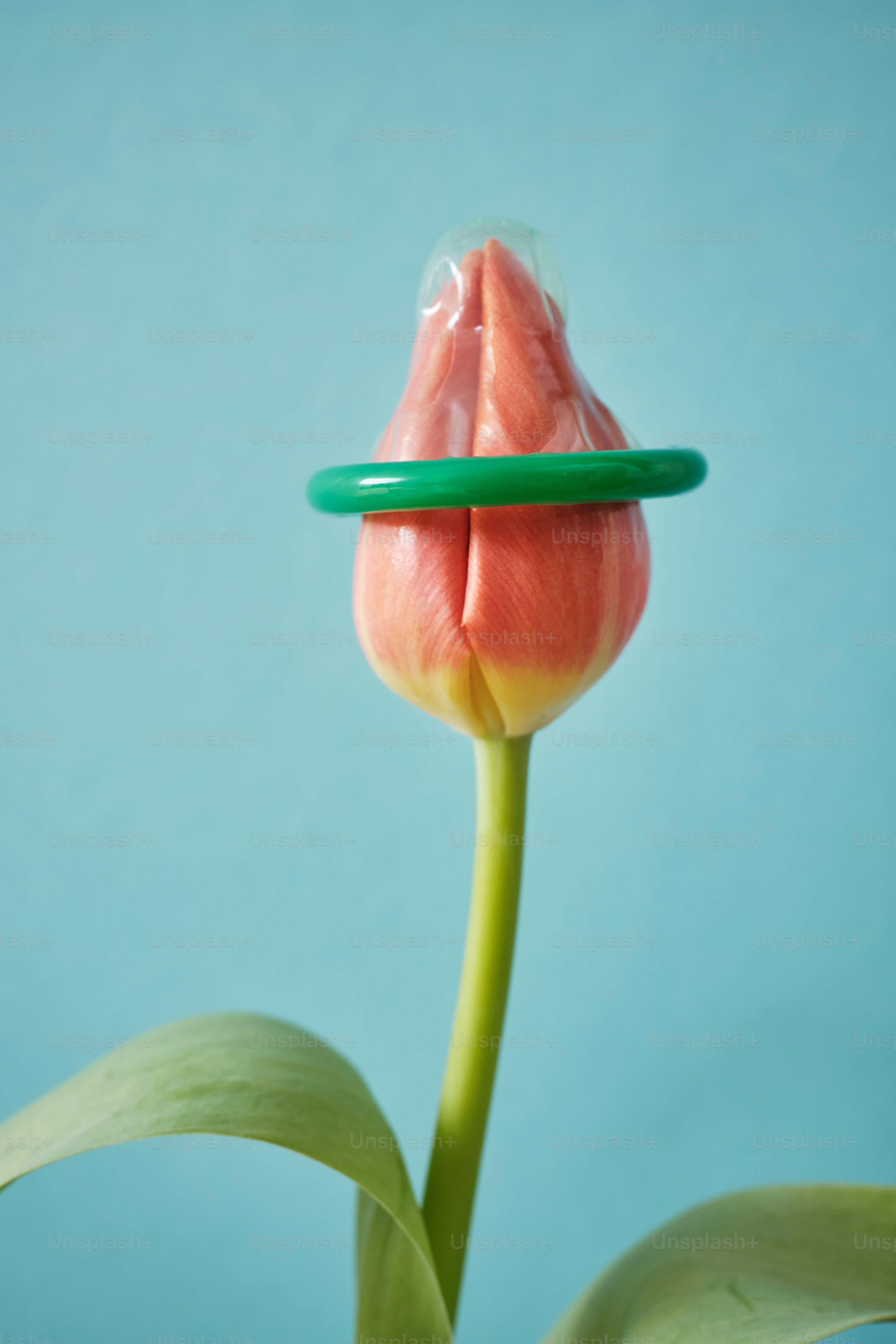 une fleur rose avec une tige verte sur fond bleu