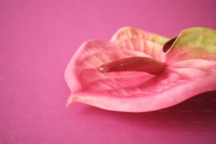 a pink flower with a green leaf on a pink background