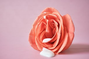 una rosa rosa con petali bianchi su sfondo rosa