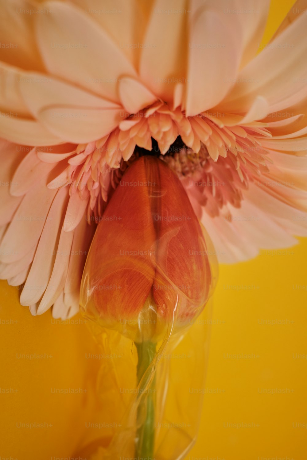 una flor rosa en un jarrón sobre un fondo amarillo