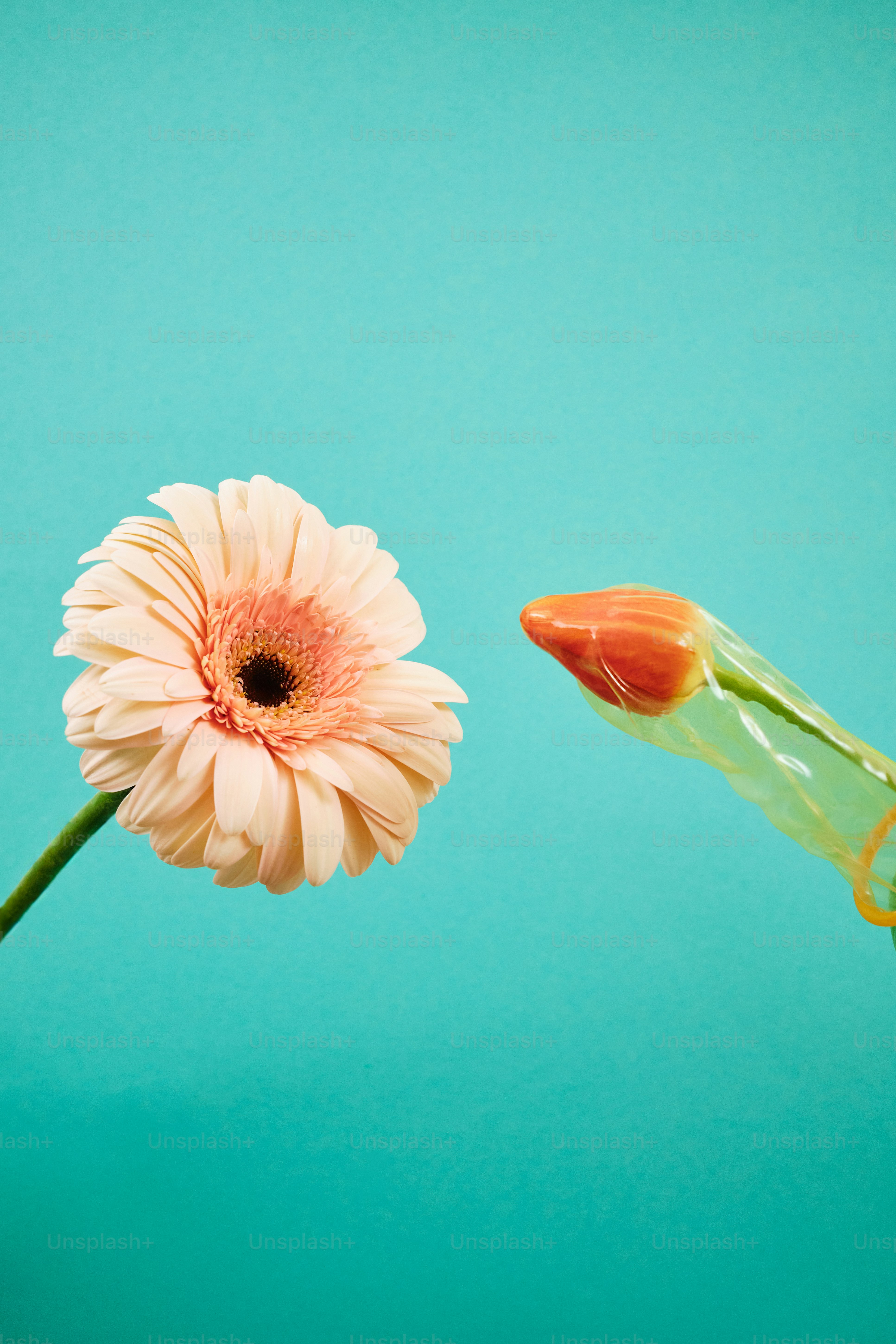 eine einzelne Blume in einer Vase auf blauem Hintergrund
