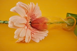 une fleur rose posée sur une table jaune